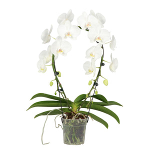 White Phalaenopsis Orchid – 2 Stem, 12cm Pot