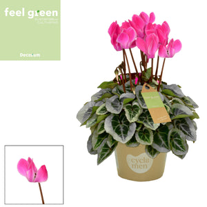 White Small-Flowered Cyclamen (Cyclamen persicum) – 10.5cm Pot