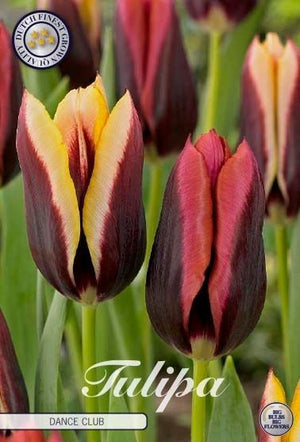 Tulipa ‘Garden Dance Club’ Flower Bulbs – 12/+ Bulbs