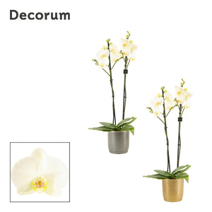 White Phalaenopsis Orchid – 3 Stem, 12cm Ceramic Pot