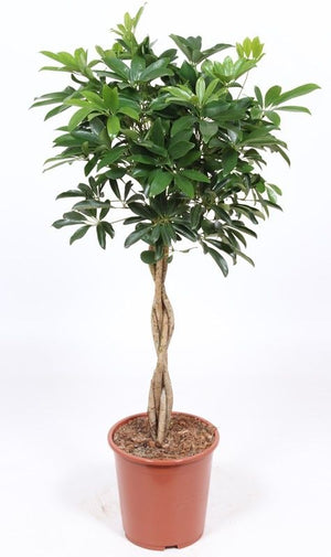Braided Schefflera (Schefflera arboricola) – 27cm Pot, 110cm Tall