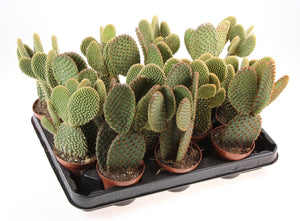 Mixed Opuntia Cactus – 8.5cm Pot