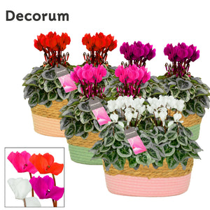 White Cyclamen persicum – 27cm Pot