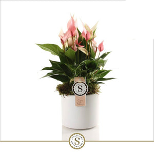 White Anthurium ‘Bari’ – 12cm Pot, 40cm High