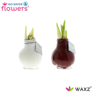 Mixed Waxed Amaryllis (Hippeastrum) – 2 Stems