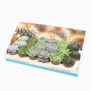 Mixed Cactus and Succulent – 8.5cm Pot