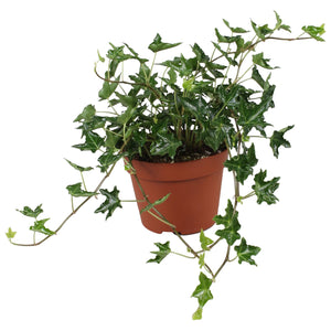Ivy ‘Ivalace’ (Hedera helix) – 13cm Pot