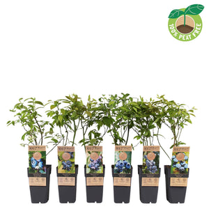 Blueberry Plant (Vaccinium) – 15cm Pot, 40cm High