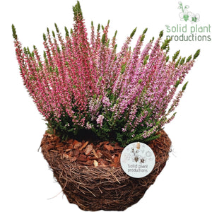 Medium Salim Plant Arrangement – 26cm Pot