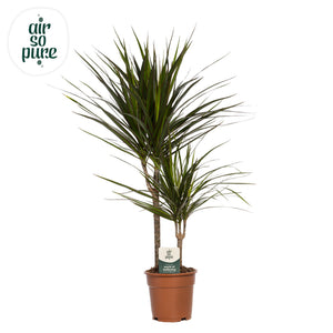 Dragon Tree (Dracaena marginata) – 17cm Pot, Approx. 80cm