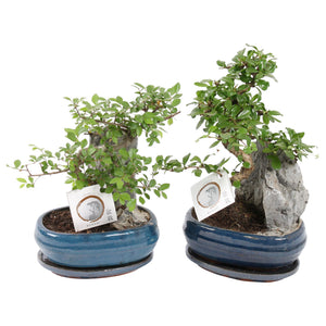 Indoor Bonsai Tree – 21cm Ceramic Pot