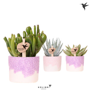 Mixed Succulent Collection – 6cm Ceramic Pot