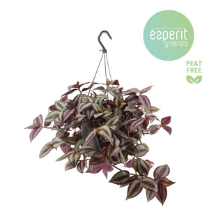 Purple Zebrina Wandering Dude (Tradescantia zebrina) – 17cm Pot