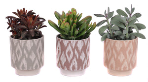 Mixed Succulent Arrangement in Ceramic Marquesas Pot – 14cm