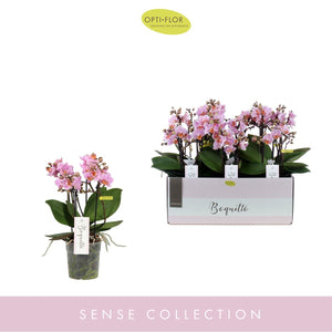 Pink Phalaenopsis Orchid – 12cm Pot, 35cm High