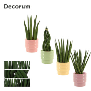 Sansevieria cylindrica – 9cm Pot, 25cm High