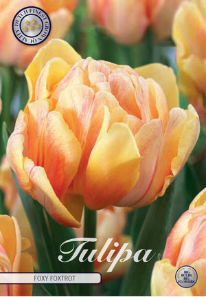 Double Early Tulip ‘Foxy Foxtrot’ Flower Bulbs – 7 Bulbs