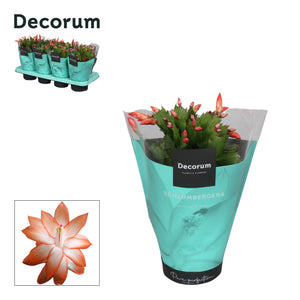 Orange Christmas Cactus (Schlumbergera) – 13cm Pot