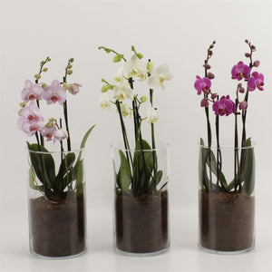 Mixed Phalaenopsis Orchid – 12cm Glass Vase
