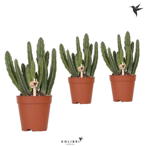 Stapelia leendertziae Succulent – 9cm Pot