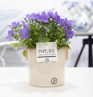 Blue Campanula ‘Napoli’ – 14cm Ceramic Pot