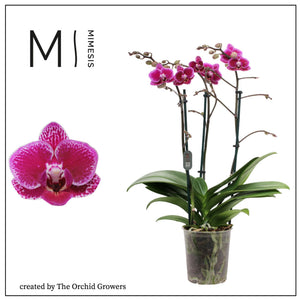 Phalaenopsis Multifloral Orchid – 12cm Pot