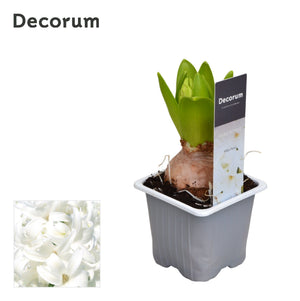 White Hyacinth ‘Blue Pearl’ (Hyacinthus orientalis) – 7cm Pot