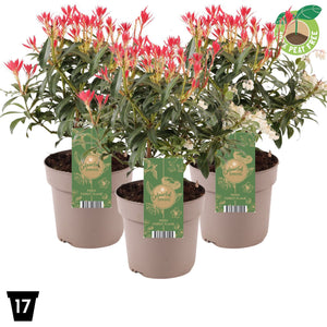 Japanese Pieris ‘Forest Flame’ – 17cm Pot