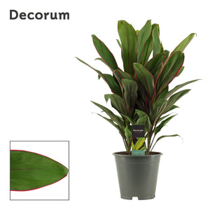 Cordyline Salsa Ti Plant (Cordyline fruticosa) – 19cm Pot