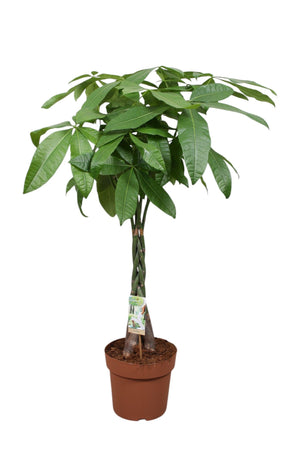 Money Tree (Pachira aquatica) – 24cm Pot
