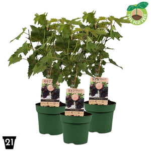 Vanessa Seedless Grape Vine (Vitis vinifera) – 21cm Pot