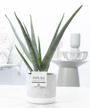 Aloe Vera Plant in Jade Ceramic Pot – 12cm