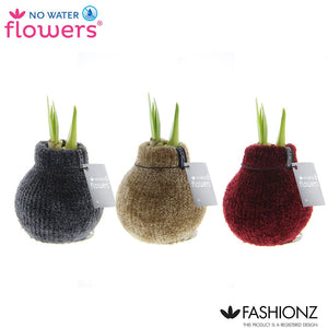Hippeastrum Waxed Bulb – Cozy Teddy