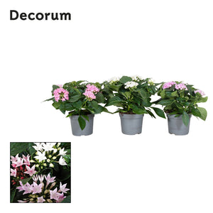 Pentas Starcluster Mixed – 13cm Pot