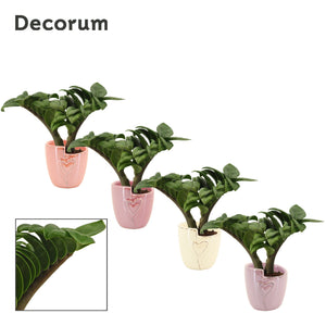 Zenzi ZZ Plant (Zamioculcas zamiifolia) – 6cm Pot