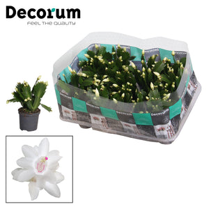 White Christmas Cactus (Schlumbergera) – 7cm Pot