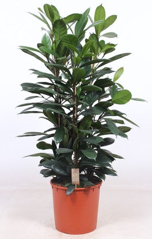 Ficus Cyathistipula – 34cm Pot, 140cm High
