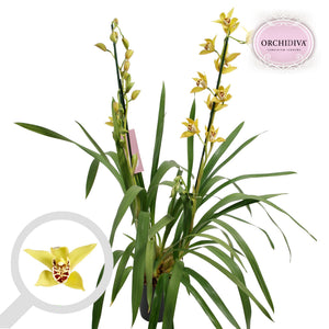 Green Cymbidium Orchid – 14cm Pot, 85cm Tall