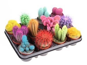Mixed Rainbow Cactus Collection – 8.5cm Pot