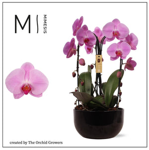Pink Phalaenopsis Orchid Arrangement – 26cm Black Ceramic Pot