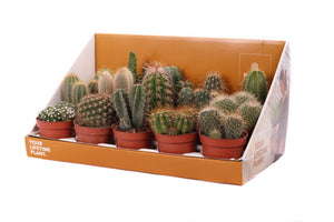 Mixed Cactus Collection – 10.5cm Pot