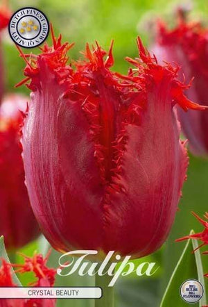 Tulipa ‘Fringed Crystal Beauty’ Flower Bulbs – 12 cm