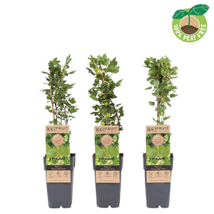 Hinnonmäki Red Gooseberry Plant (Ribes uva-crispa) – 15cm Pot