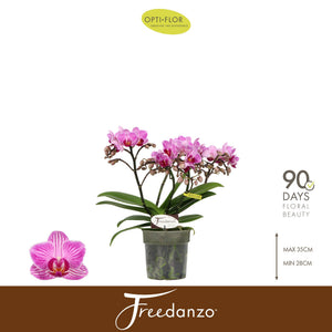 Phalaenopsis ‘Freedanzo Robin’ Orchid – 3 Stem, 12cm Pot