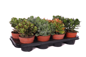 Mixed Crassula Succulent – 12cm Pot, Approx. 30cm High
