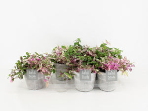 Tradescantia Quadricolor – 13cm Stone-Effect Pot