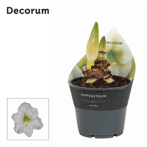 White Hippeastrum ‘Arctic White’ – 14cm Pot