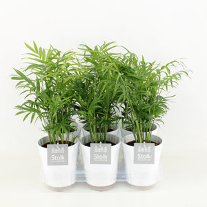 Parlour Palm (Chamaedorea elegans) – 13cm Pot