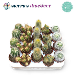 Mixed Cactus Collection – 5.5cm Pot