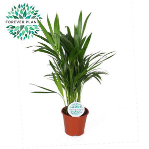 Areca Palm (Dypsis lutescens) – 14cm Pot, 50cm High